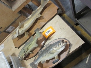 FISH TAXIDERMY