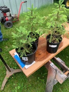 4 Black Hills Spruce trees