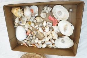 seashell lot
