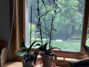 Live Orchids