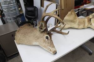 lot 930 image: Deer Mount