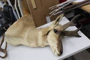 lot 931 image: Antilope Mount