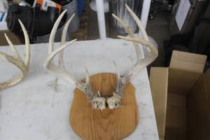 lot 932 image: Antler Mount