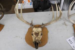 lot 933 image: Antler and Skull Mount