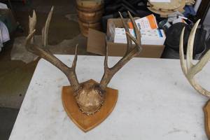 lot 934 image: Antler Mount