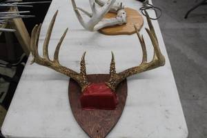 lot 935 image: Antler Mount