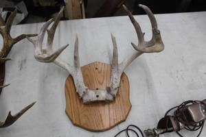 lot 936 image: Antler Mount