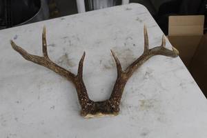 lot 937 image: Antler