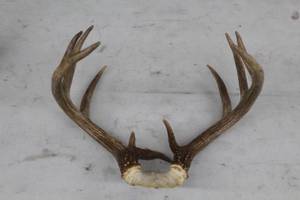 lot 938 image: Antler