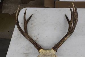 lot 939 image: Antler