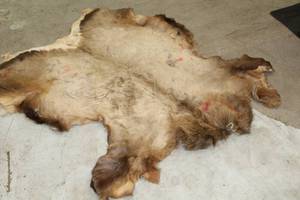 lot 940 image: Fur