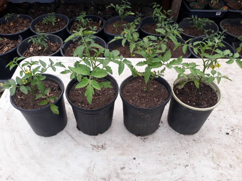4 Tomato Plants