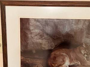 Mountain Lion Framed Picture