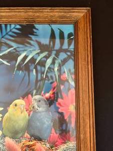 Parakeet Framed Picture