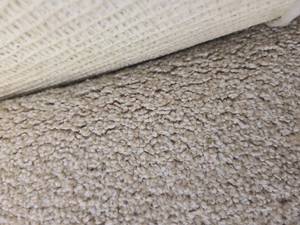 Beige Carpet 12x12