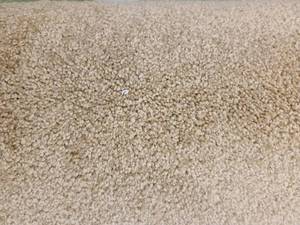 Brown Carpet 10x12