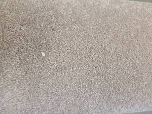 East End Khaki Carpet 10x12