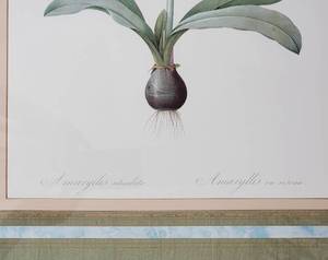 lot 53 image: Fantastic Fine Art Botanical Print - Reticulata