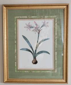lot 54 image: Lovely Fine Art Botanical Print - Amaryllis