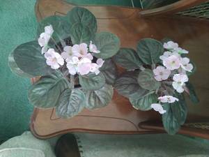 Pair Of Hand Painted Planters From Limoges France