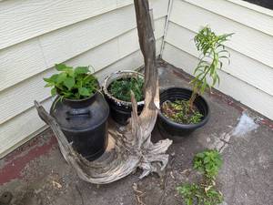 lot 190 image: Large Vintage Milk Can, (2) Planters, and Driftwood