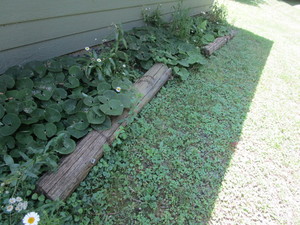 Weathered Fence Posts