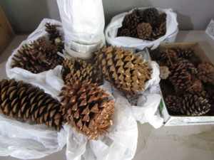 Pine Cones