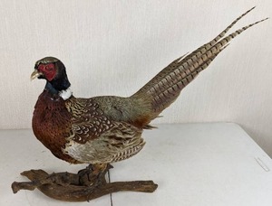 lot 8 image: Taxidermied Pheasant Mounted on Natural Branch