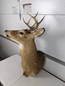 lot 41 image: Deer Shoulder Mount