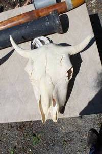 lot 21 image: Bull Skull