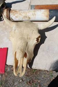 lot 22 image: Bull Skull