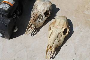 lot 24 image: Lot of (2) Deer Skulls