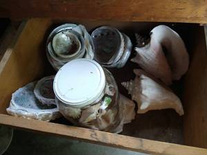 lot 58 image: Drawer of Shells