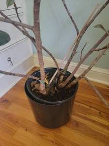 lot 27 image: Healthy Indoor Fig Rubber Tree
