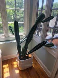 lot 58 image: Bright Faux Cactus Planter