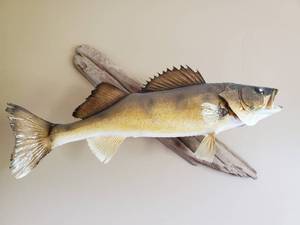 lot 39 image: Wall Mounted Walleye Fish