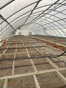 lot 2 image: Hoop Style Greenhouse 95 ft by 30 wide