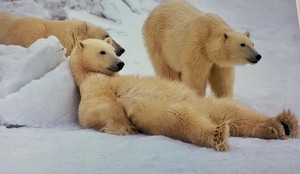 lot 318 image: Bad Boys of the Arctic Framed Print by Thomas D. Mangelsen