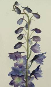lot 70 image: Framed Purple Delphinium Watercolor by Louise C. Gillis