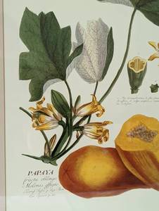 lot 482 image: Framed Vintage Papaya Print