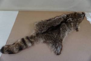 lot 136 image: Tanned Raccoon Pelt with Feet
