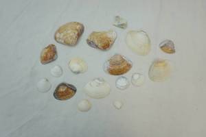 lot 186 image: shells