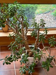 Jade Plant in Decorative Planter