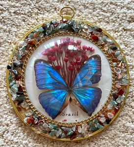Brazil Taxidermy Butterfly