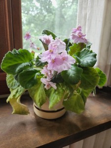 Collection 8 of Live House Plants