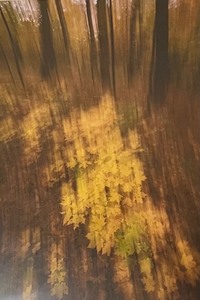 lot 56 image: Abstract Nature Photograph