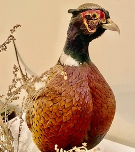lot 162 image: Taxidermy Pheasant