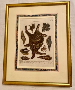 lot 171 image: Variety of Conchology Framed Prints