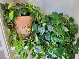 lot 23 image: Three Indoor Plants