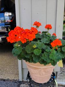 lot 32 image: Two Outdoor Planters With Flowers